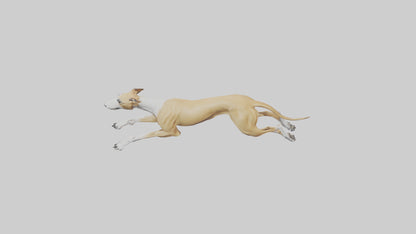 3D model Greyhound sprinting model VR / AR / low-poly