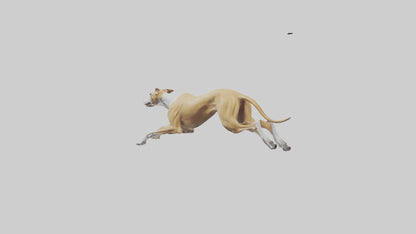 3D model Greyhound sprinting model VR / AR / low-poly