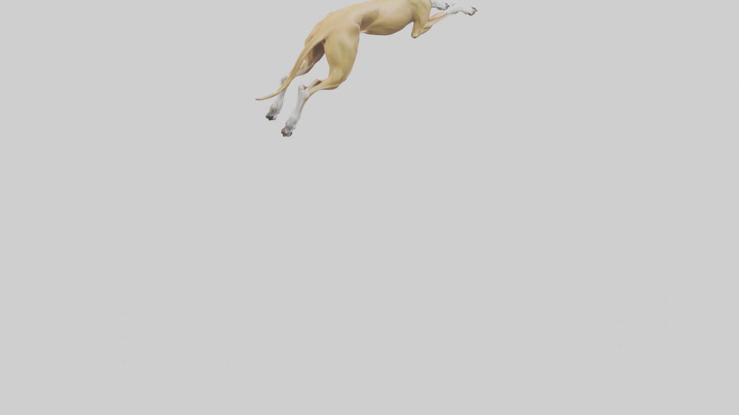 3D model Greyhound sprinting model VR / AR / low-poly