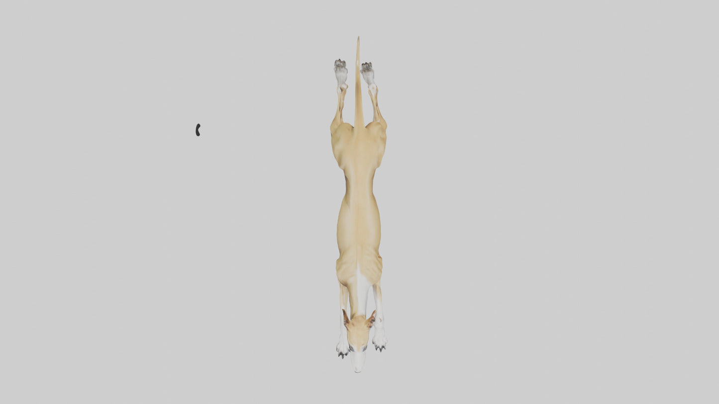 3D model Greyhound sprinting model VR / AR / low-poly
