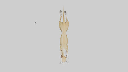 3D model Greyhound sprinting model VR / AR / low-poly