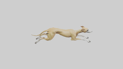 3D model Greyhound sprinting model VR / AR / low-poly
