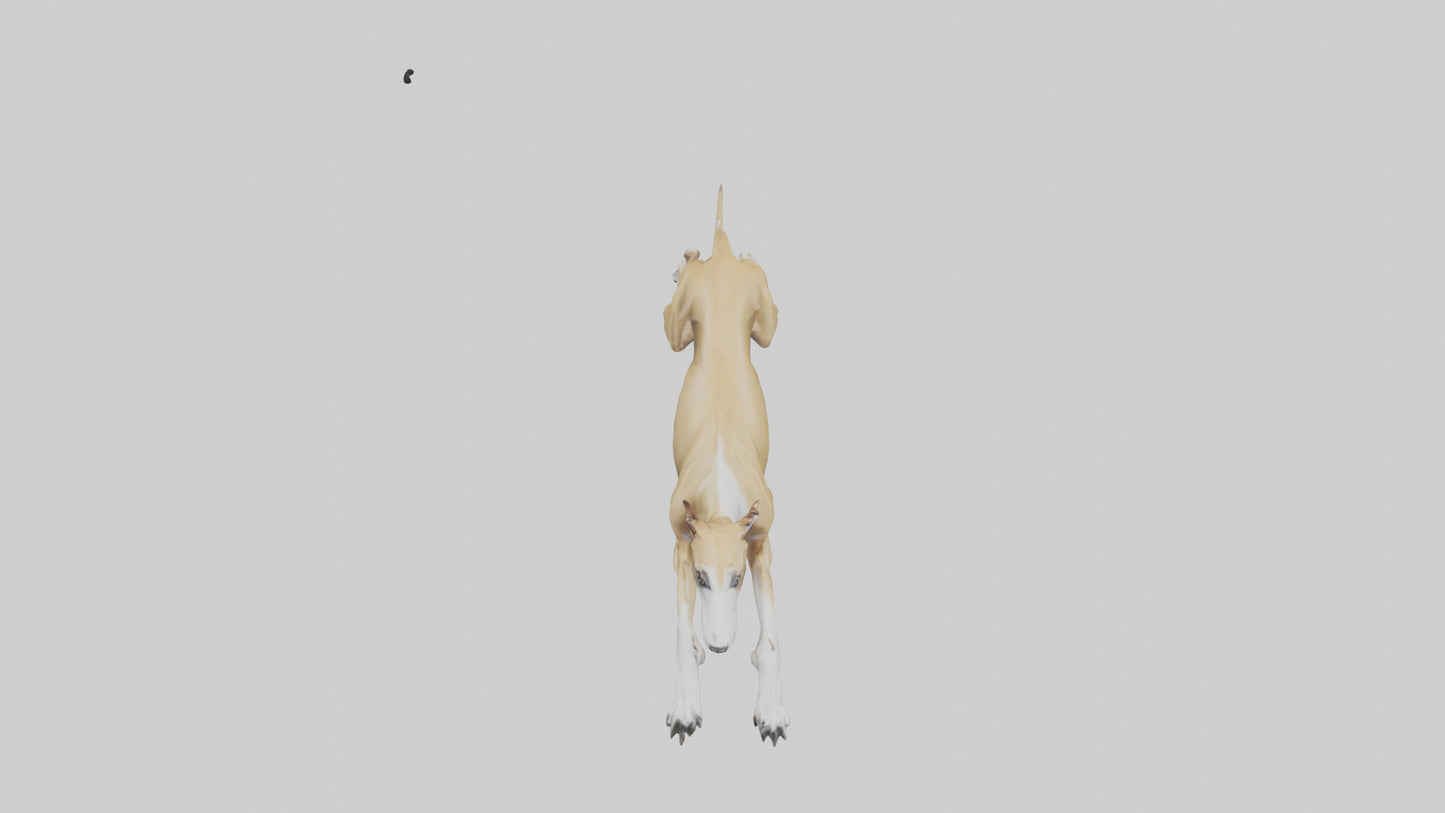 3D model Greyhound sprinting model VR / AR / low-poly