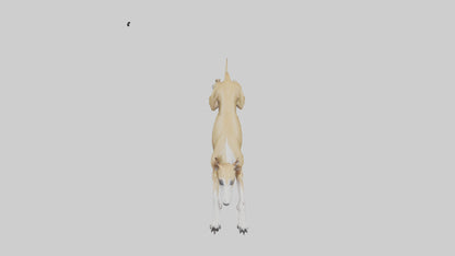 3D model Greyhound sprinting model VR / AR / low-poly