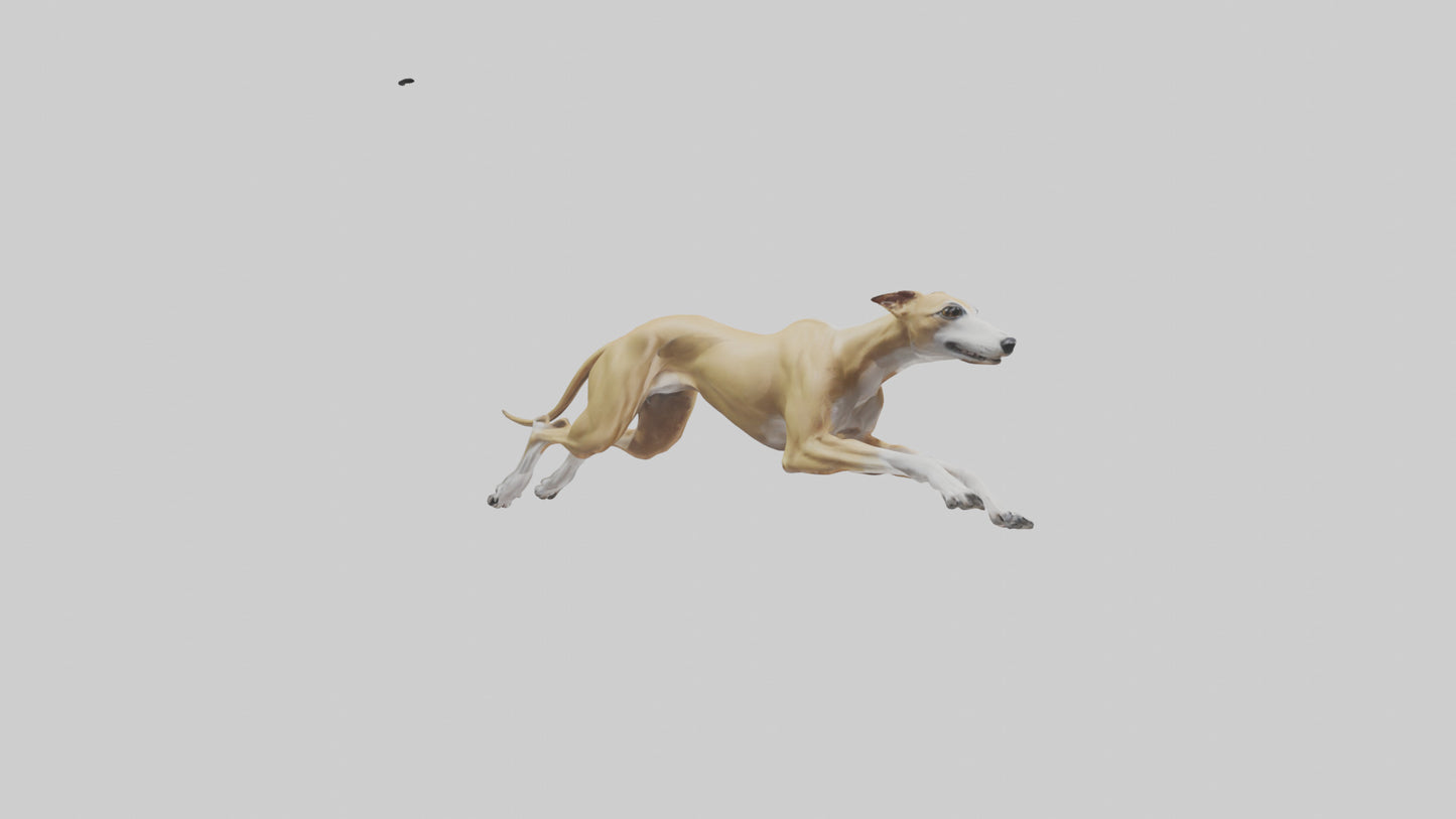 3D model Greyhound sprinting model VR / AR / low-poly