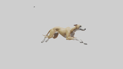 3D model Greyhound sprinting model VR / AR / low-poly
