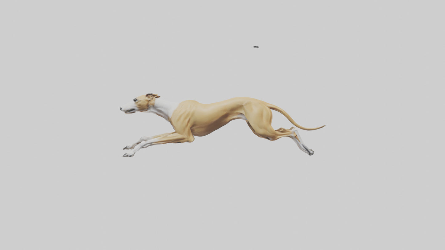 3D model Greyhound sprinting model VR / AR / low-poly