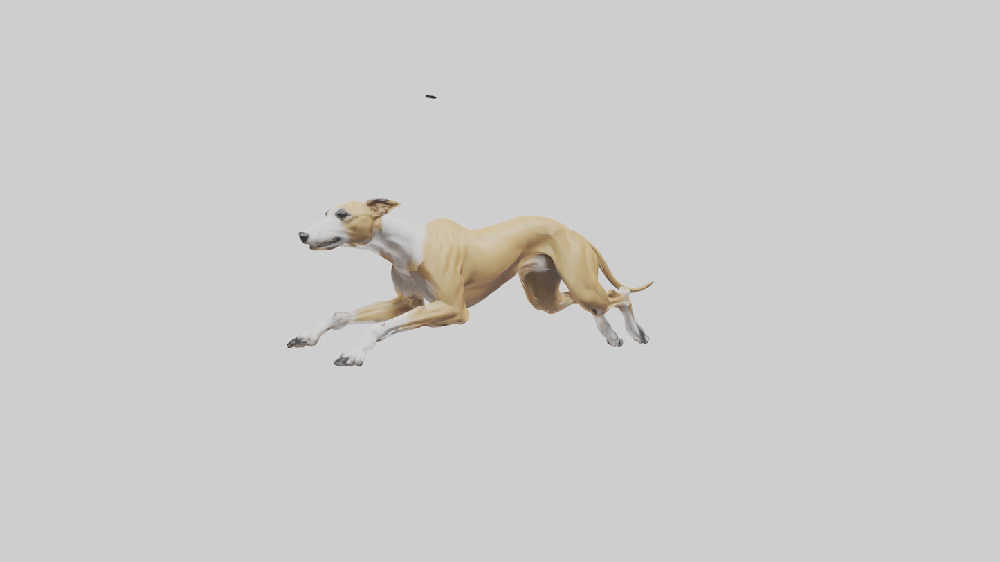 3D model Greyhound sprinting model VR / AR / low-poly