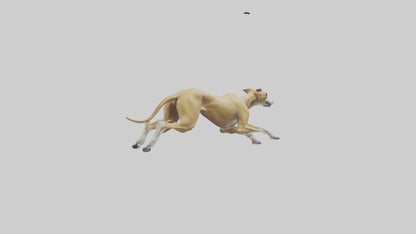 3D model Greyhound sprinting model VR / AR / low-poly