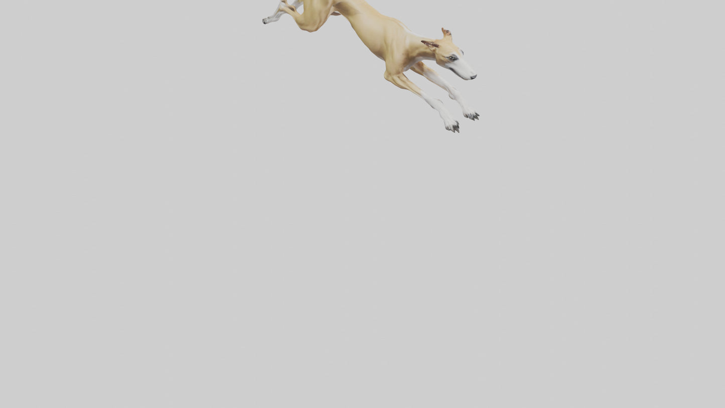 3D model Greyhound sprinting model VR / AR / low-poly