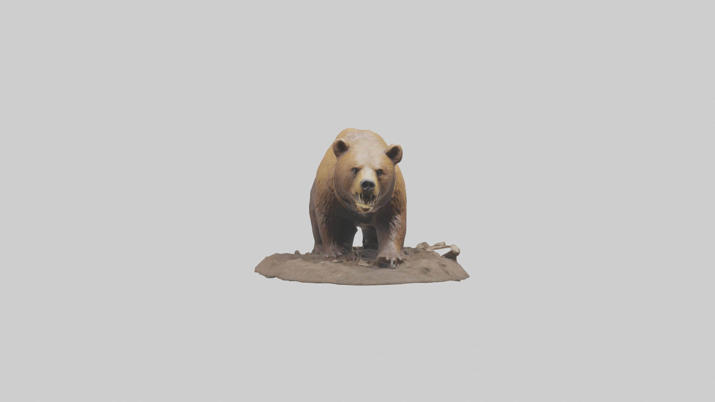 3D model Grizzly Bear digging model VR / AR / low-poly