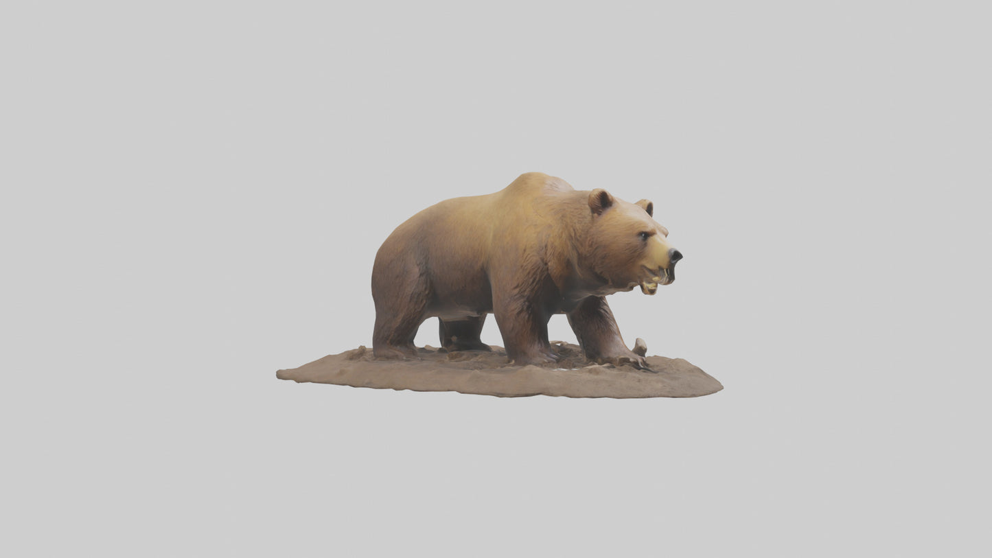 3D model Grizzly Bear digging model VR / AR / low-poly