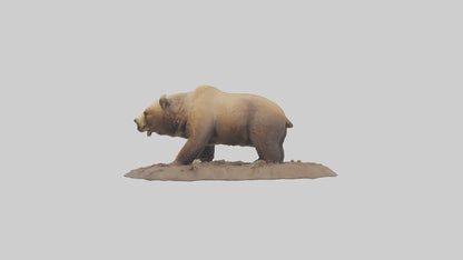 3D model Grizzly Bear digging model VR / AR / low-poly