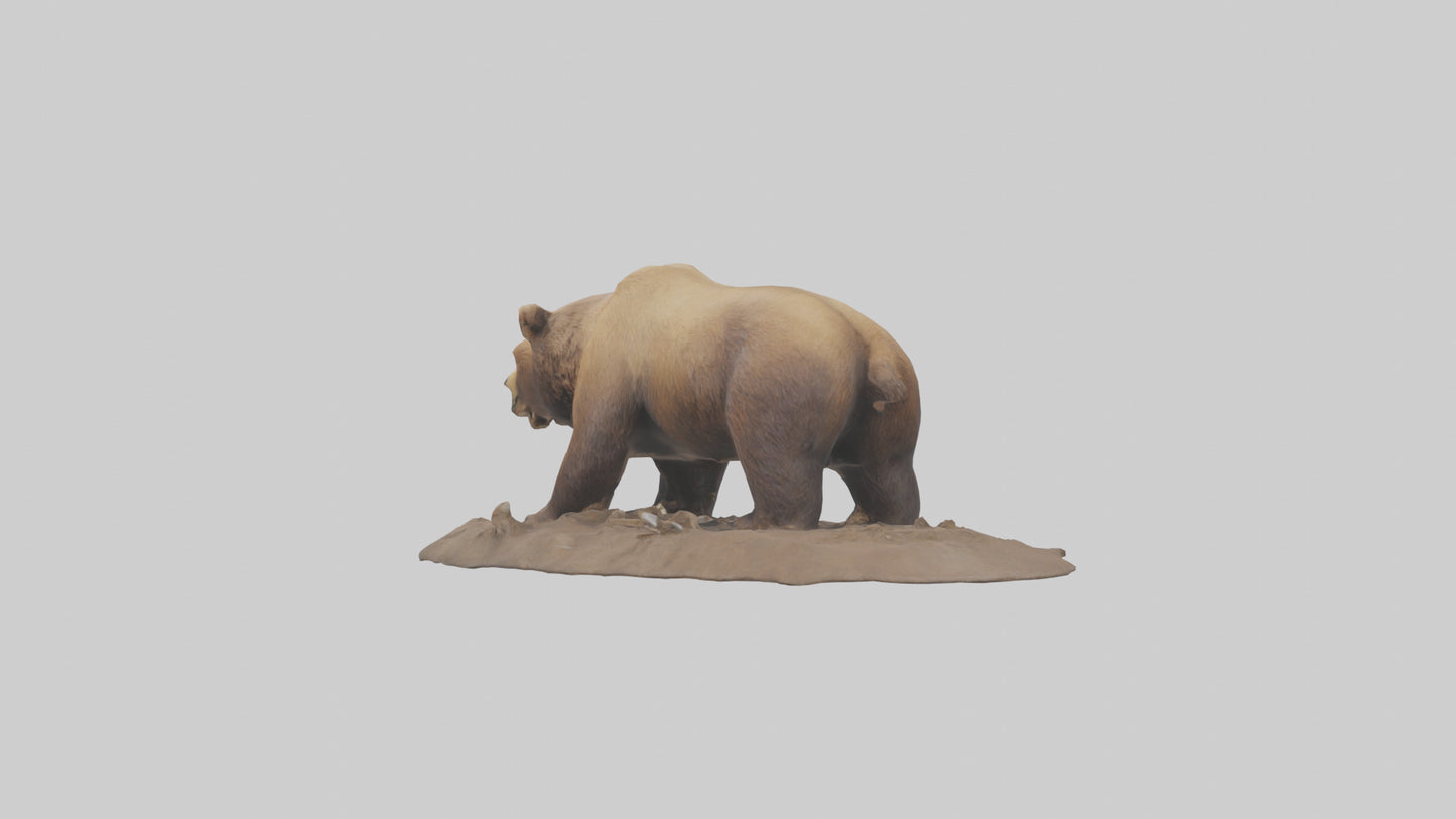 3D model Grizzly Bear digging model VR / AR / low-poly