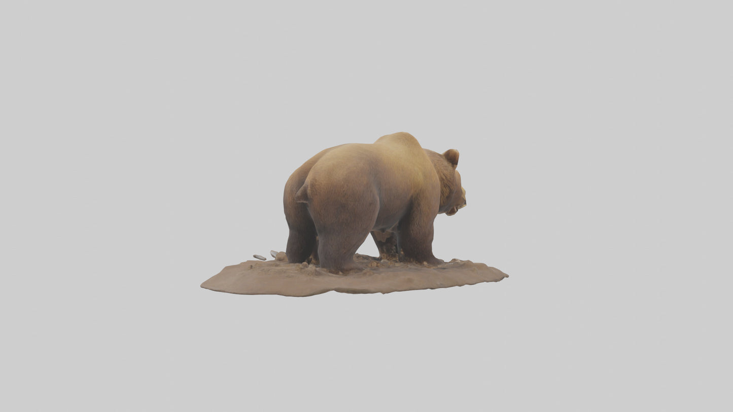 3D model Grizzly Bear digging model VR / AR / low-poly