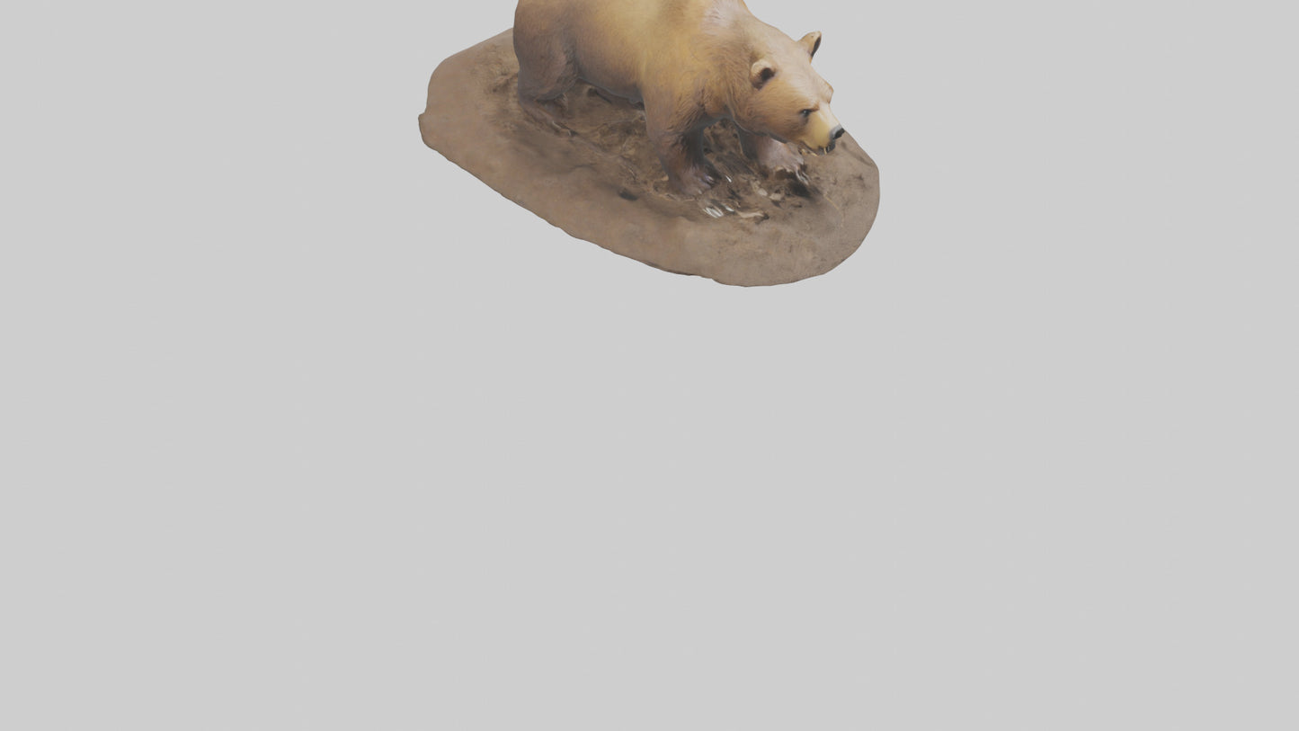 3D model Grizzly Bear digging model VR / AR / low-poly