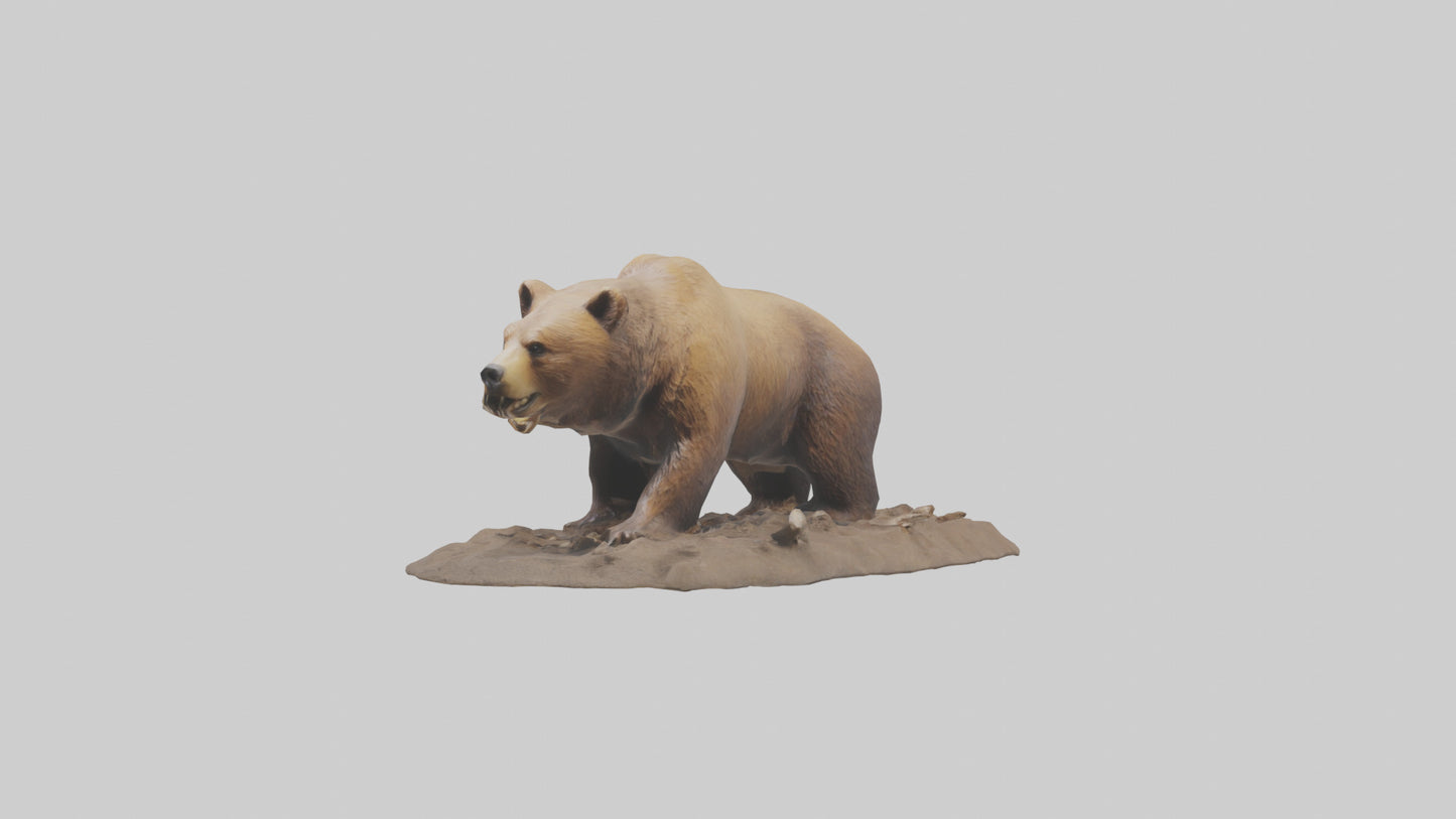 3D model Grizzly Bear digging model VR / AR / low-poly