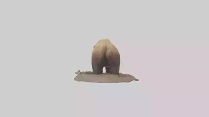 3D model Grizzly Bear digging model VR / AR / low-poly
