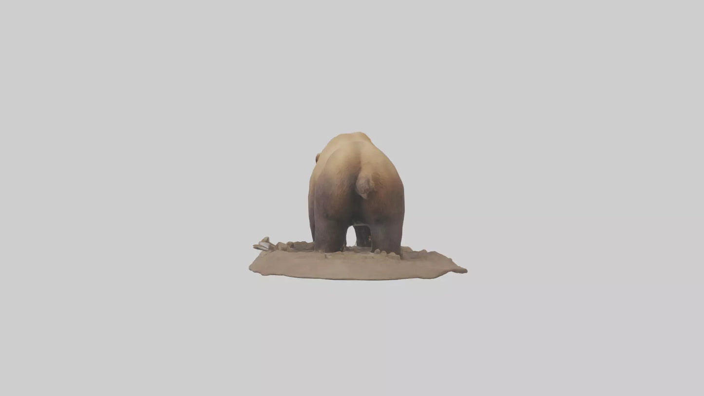3D model Grizzly Bear digging model VR / AR / low-poly