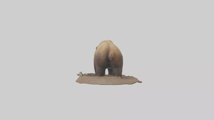 3D model Grizzly Bear digging model VR / AR / low-poly