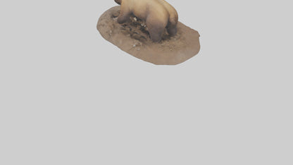 3D model Grizzly Bear digging model VR / AR / low-poly