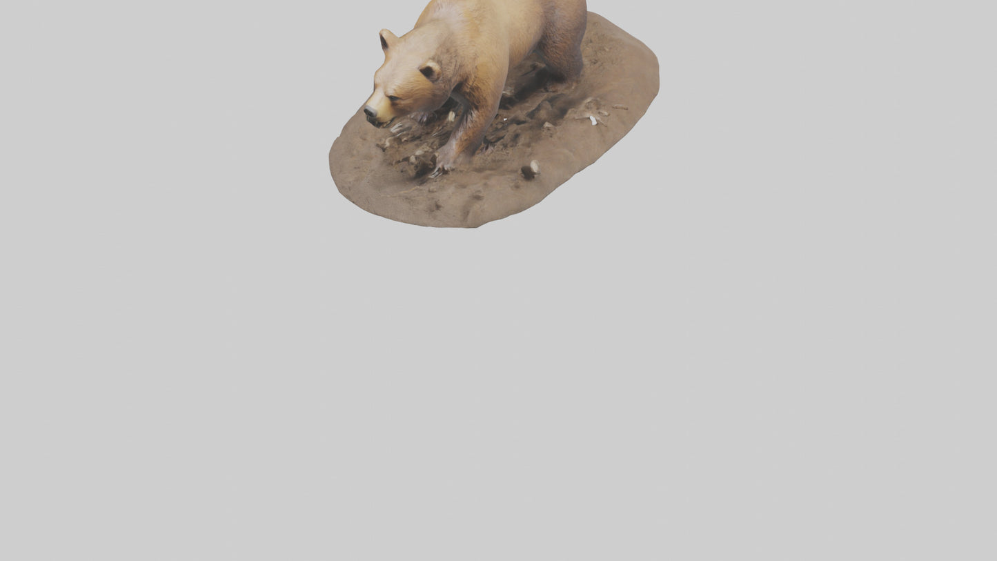 3D model Grizzly Bear digging model VR / AR / low-poly