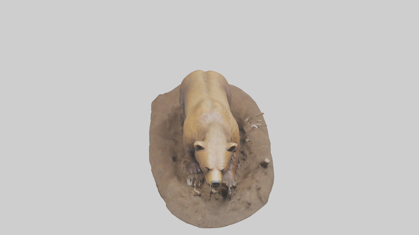 3D model Grizzly Bear digging model VR / AR / low-poly