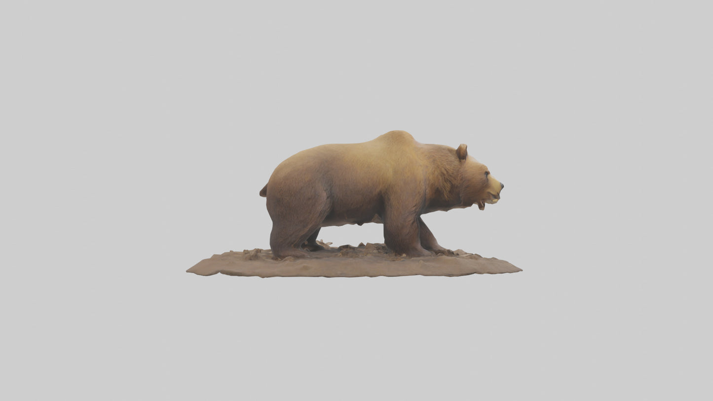 3D model Grizzly Bear digging model VR / AR / low-poly