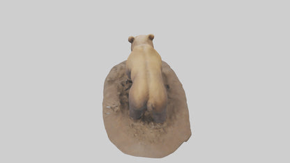 3D model Grizzly Bear digging model VR / AR / low-poly