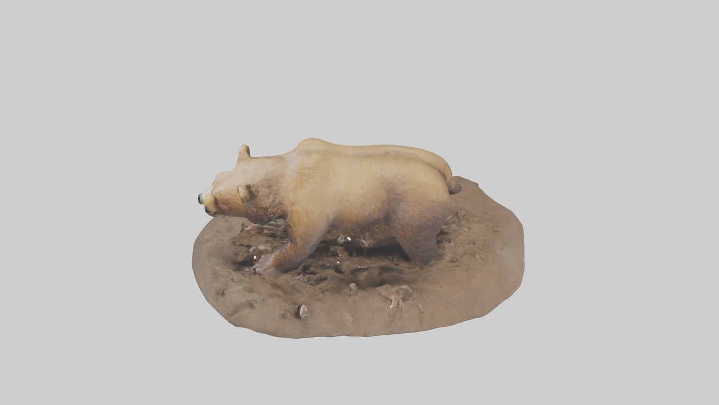 3D model Grizzly Bear digging model VR / AR / low-poly
