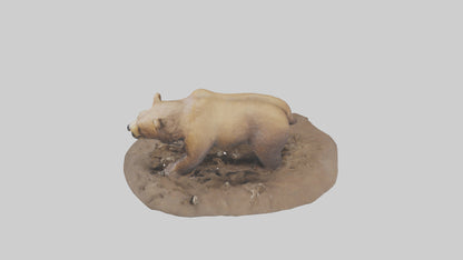 3D model Grizzly Bear digging model VR / AR / low-poly