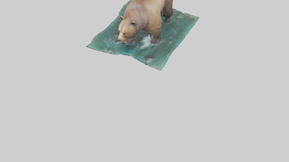 3D model Grizzly Bear fishing model VR / AR / low-poly