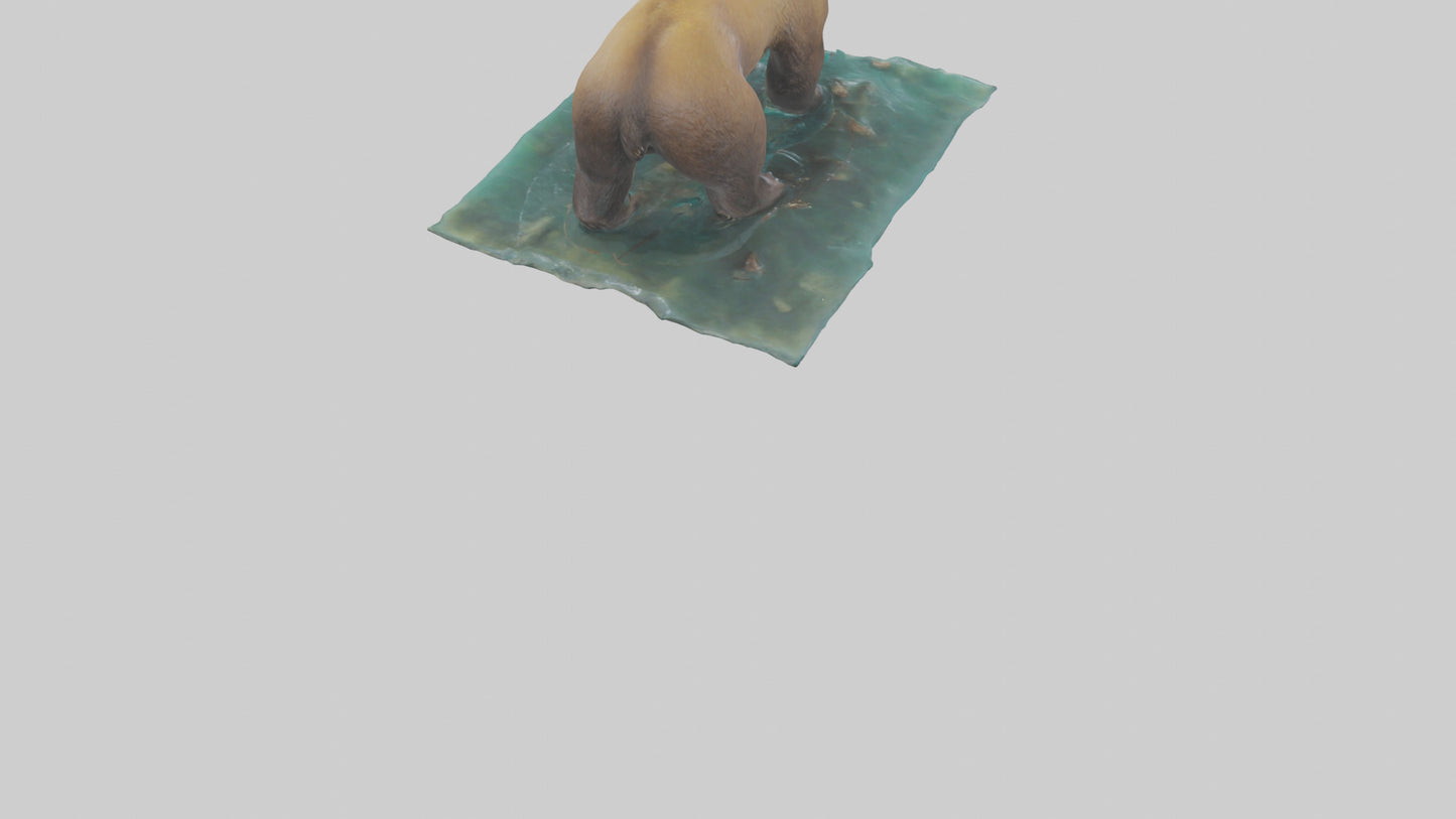 3D model Grizzly Bear fishing model VR / AR / low-poly