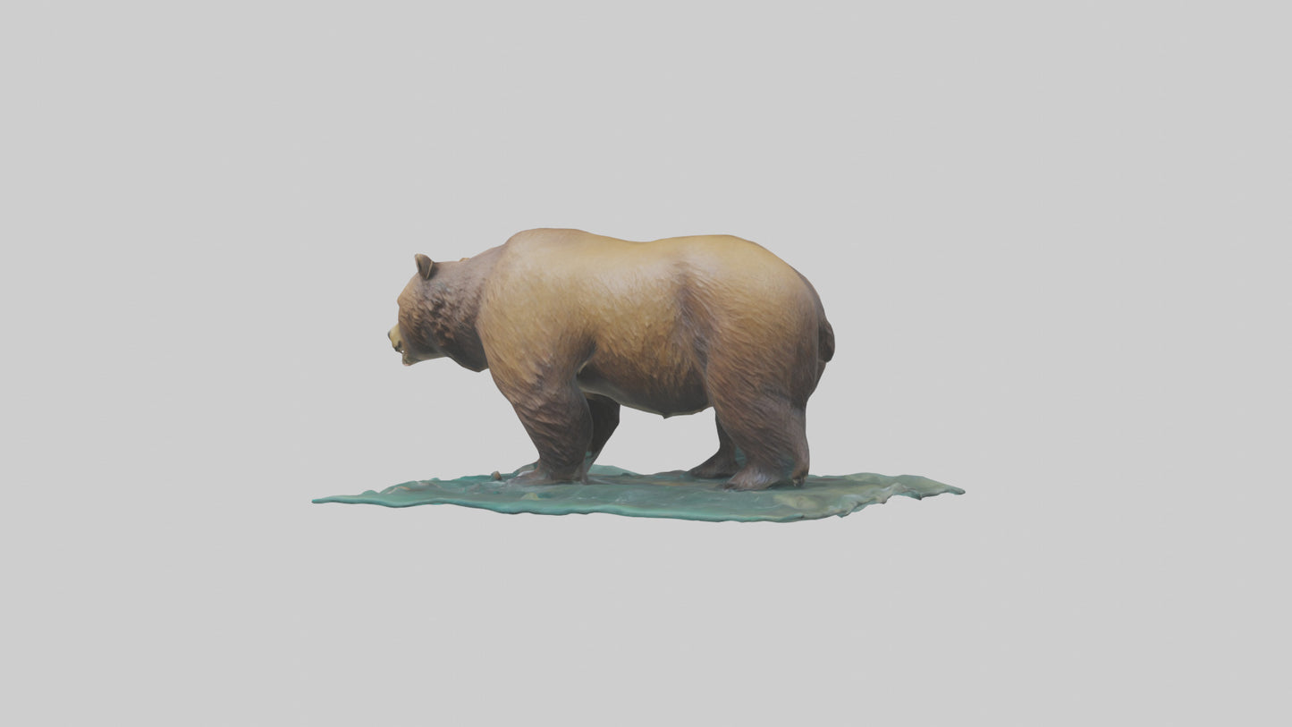 3D model Grizzly Bear fishing model VR / AR / low-poly