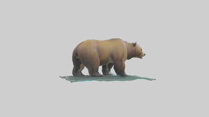 3D model Grizzly Bear fishing model VR / AR / low-poly