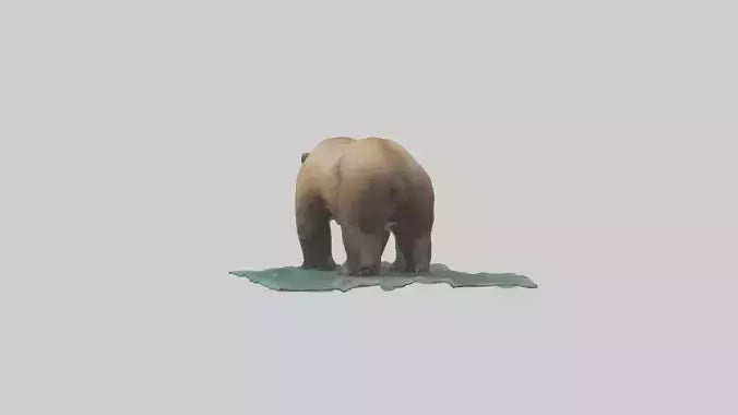 3D model Grizzly Bear fishing model VR / AR / low-poly