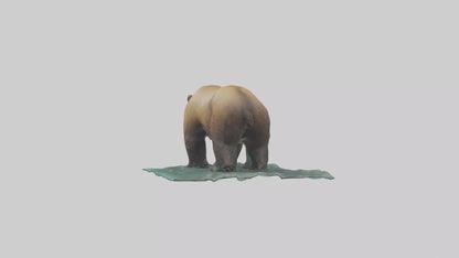 3D model Grizzly Bear fishing model VR / AR / low-poly