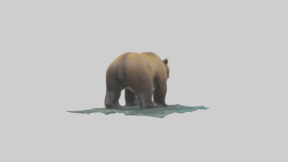 3D model Grizzly Bear fishing model VR / AR / low-poly