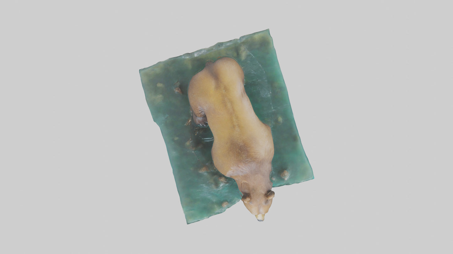 3D model Grizzly Bear fishing model VR / AR / low-poly