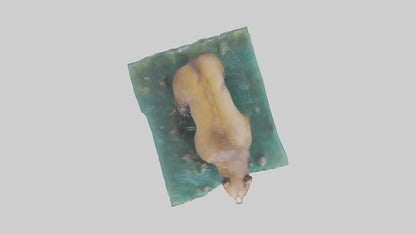 3D model Grizzly Bear fishing model VR / AR / low-poly