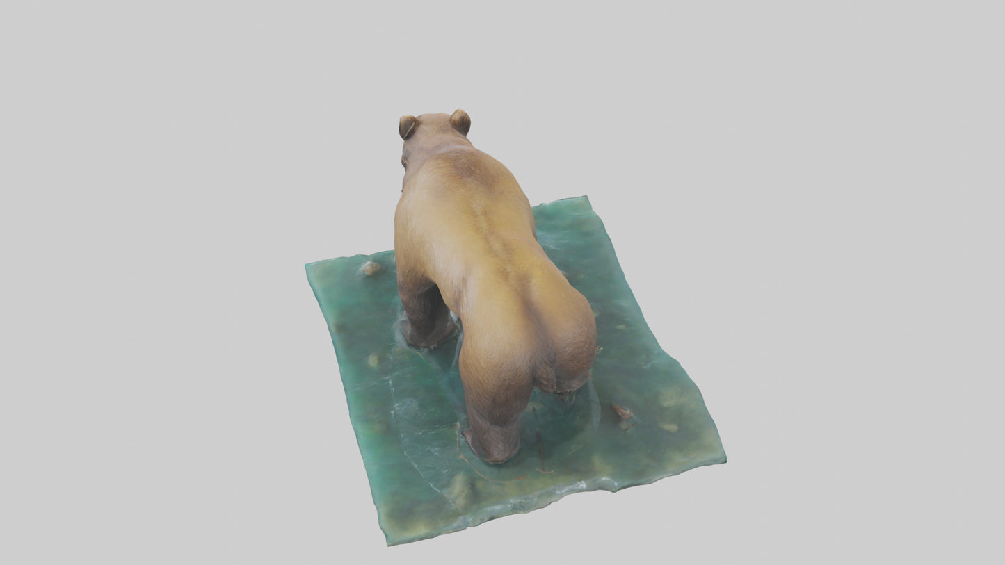 3D model Grizzly Bear fishing model VR / AR / low-poly