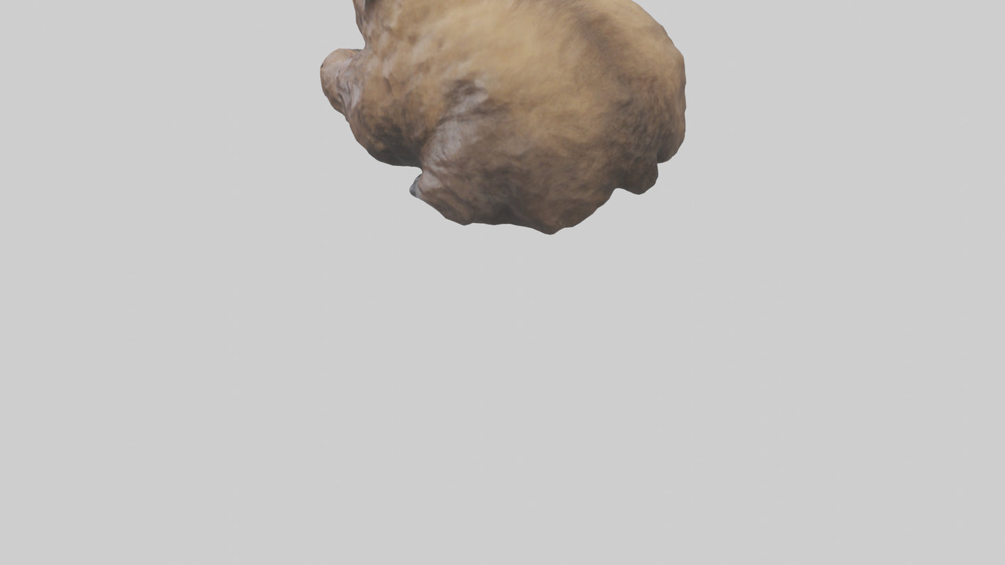 Grizzly Cub playing model VR / AR / low-poly