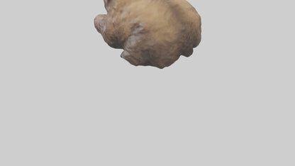 Grizzly Cub playing model VR / AR / low-poly