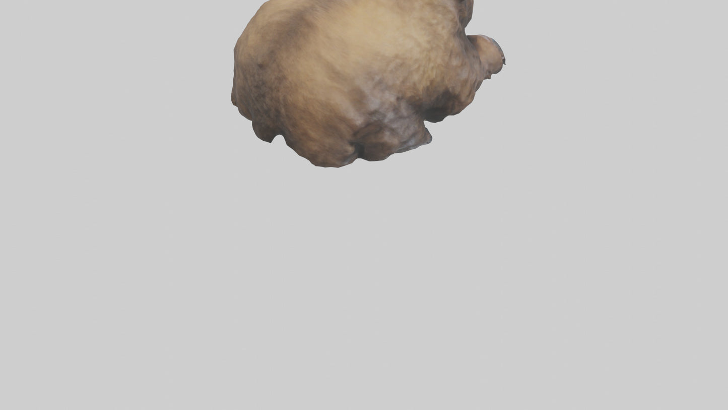 Grizzly Cub playing model VR / AR / low-poly