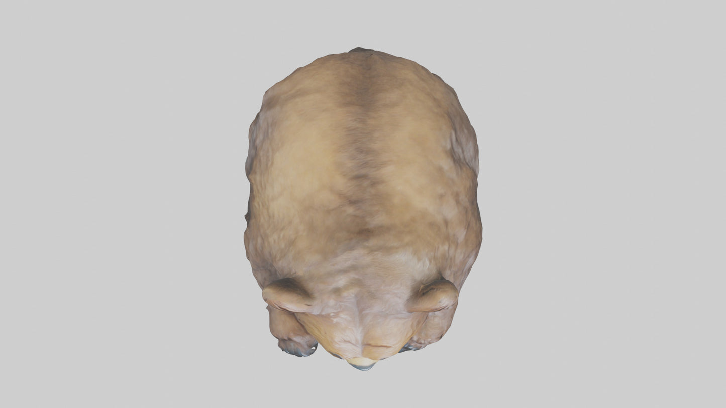 Grizzly Cub playing model VR / AR / low-poly