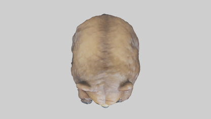 Grizzly Cub playing model VR / AR / low-poly