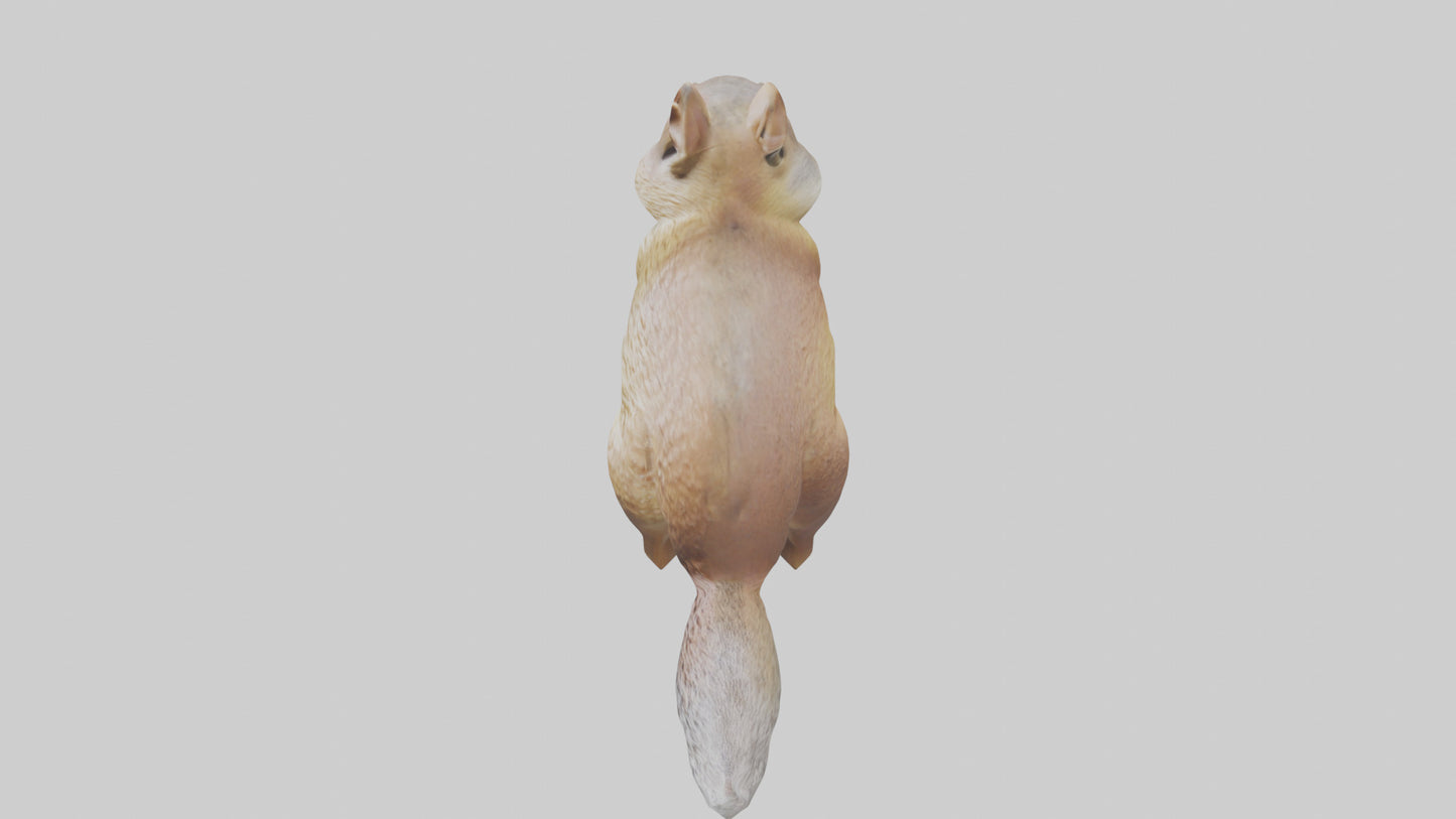 3D model Ground Squirrel standing alert model VR / AR / low-poly