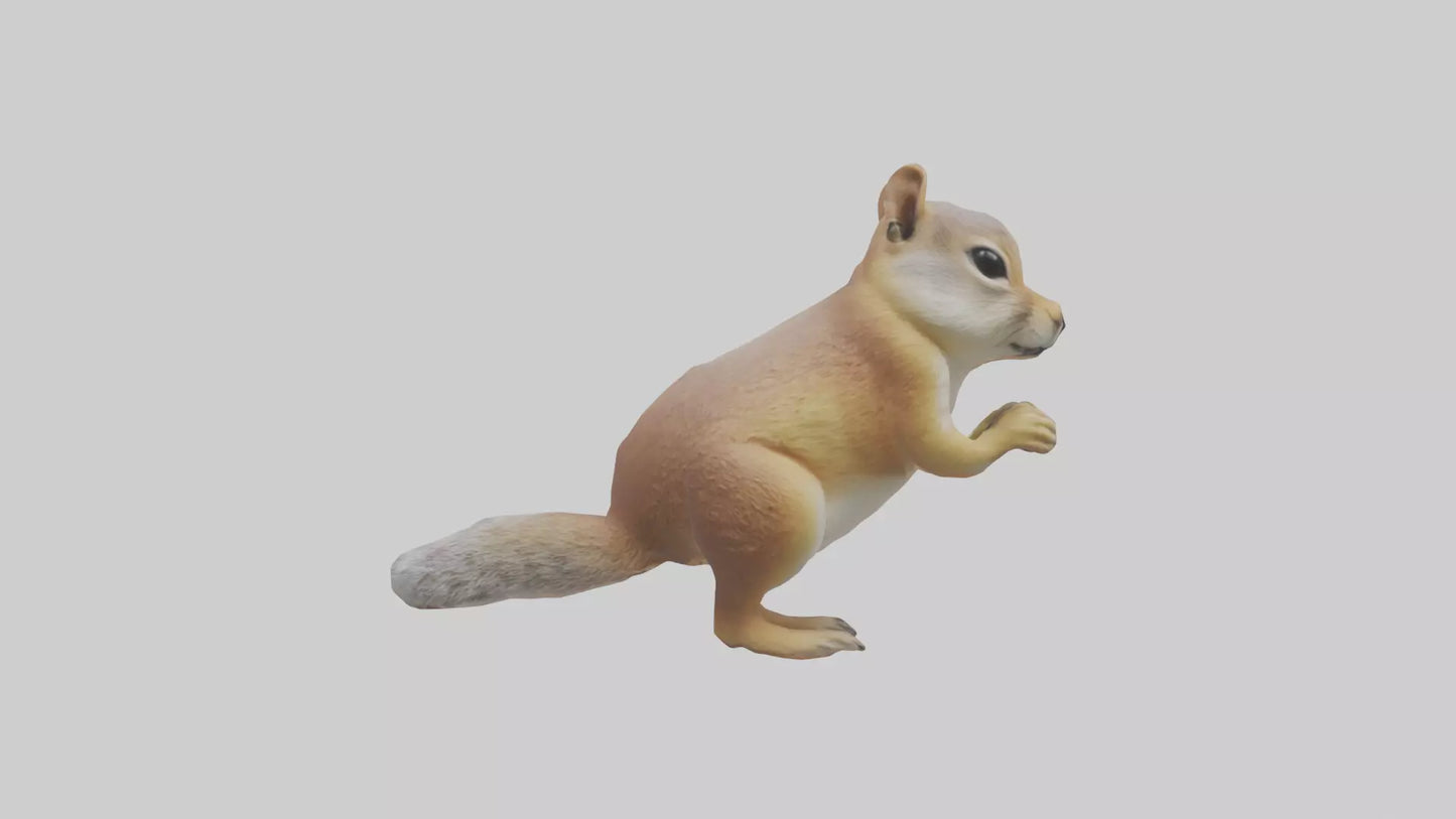 3D model Ground Squirrel standing alert model VR / AR / low-poly