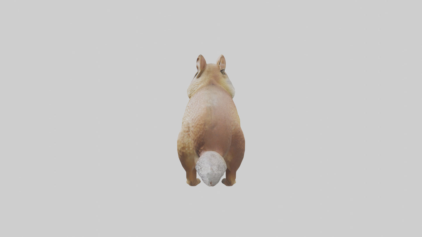 3D model Ground Squirrel standing alert model VR / AR / low-poly