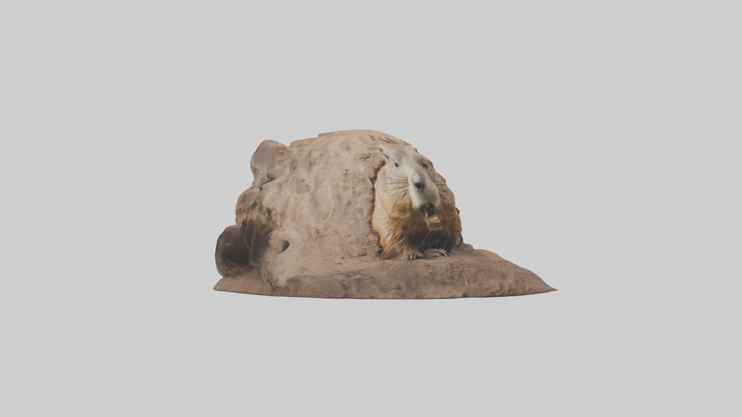 3D model Groundhog emerging from hole model VR / AR / low-poly